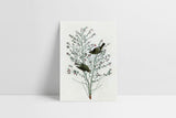 Greeting card J.J. Audubon III, Suska & Kabsch, design stationery shop, home office